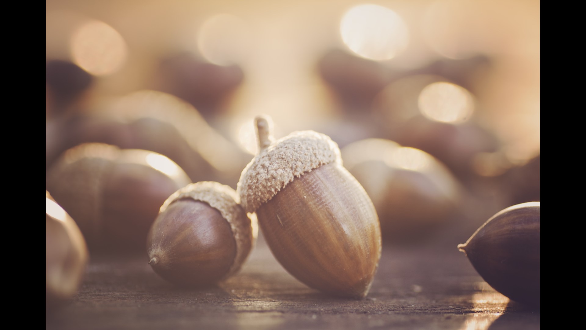 Experts say it’s a ‘mast year’ in the region for acorns