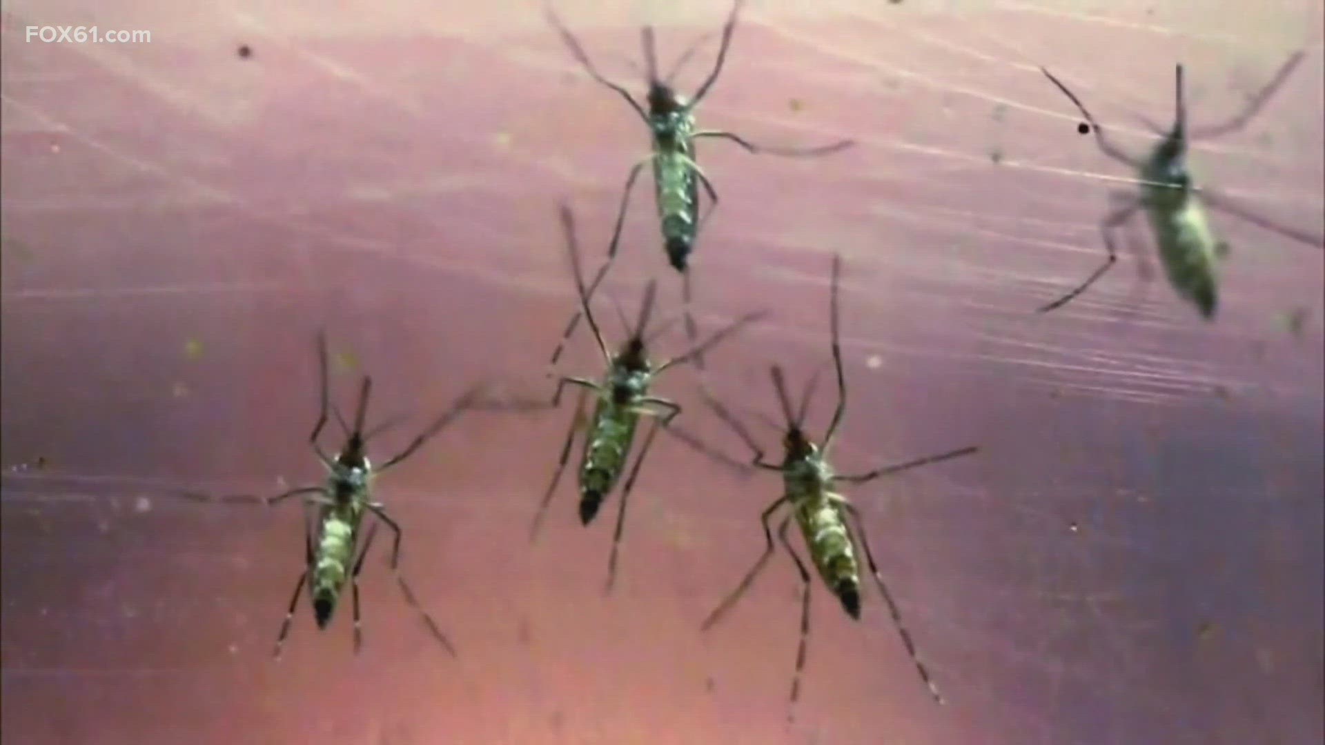 The mosquitoes were trapped on July 17, according to officials, and mark the first positive results of the year.