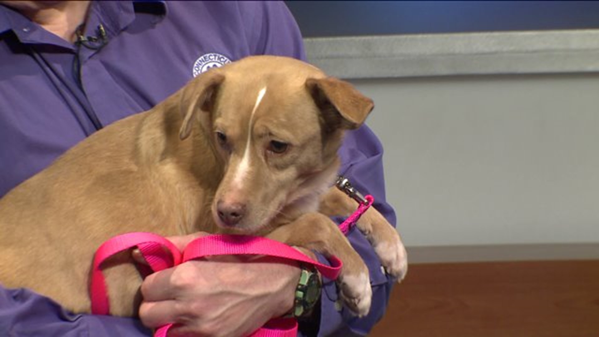 Pet of the Week - Chance