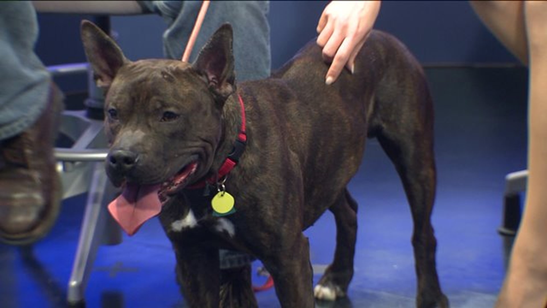 Pet of the week - Muse