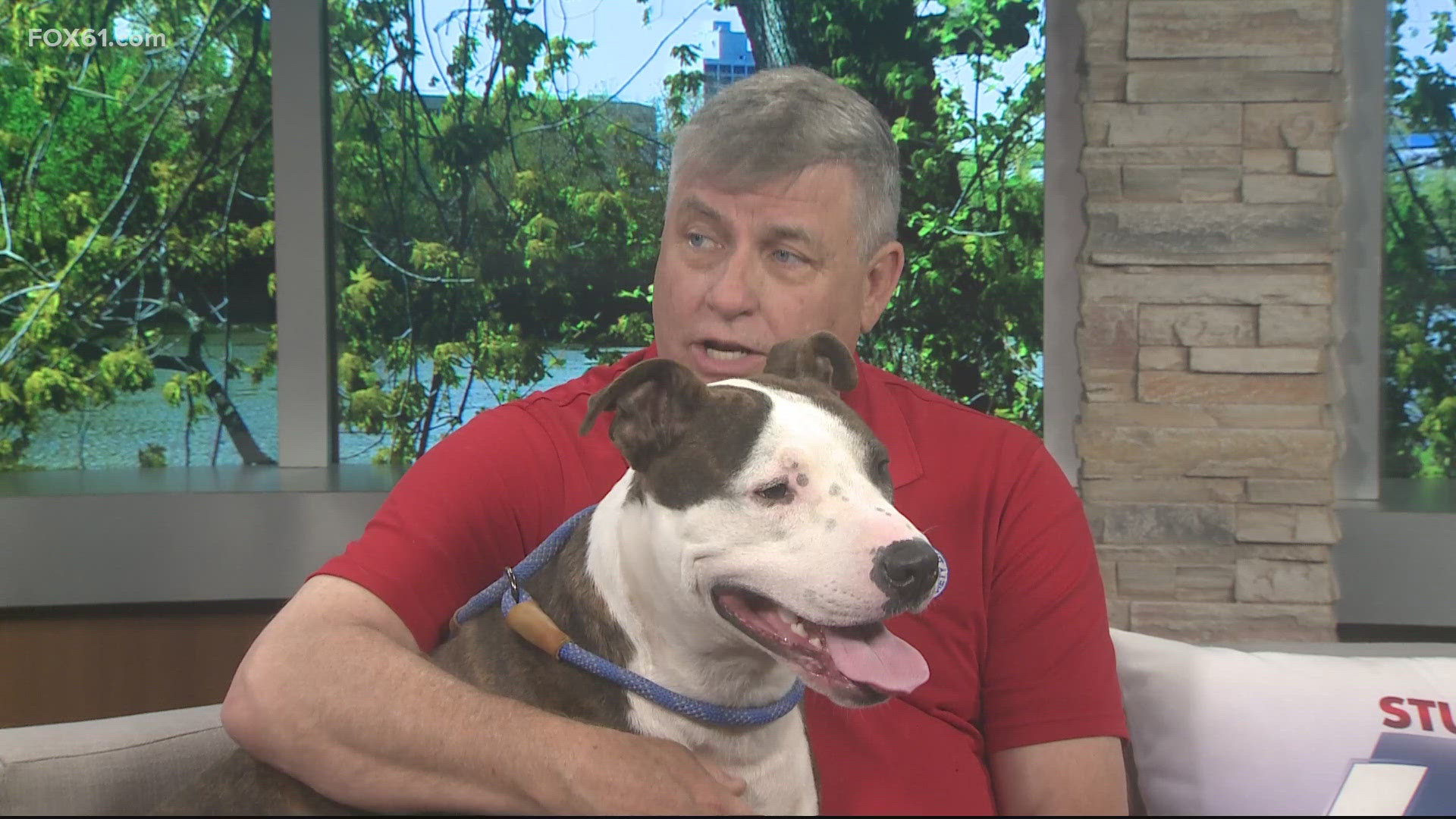 Milo | Pet of the Week