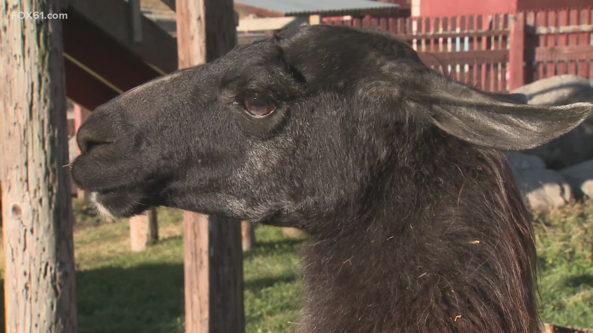 If you're looking for some more fun things to do across the state this fall, look no further. Silverman's Farm in Easton has been operational for over 100 years!