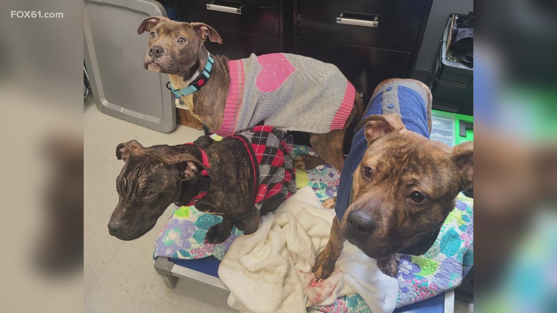 Naugatuck woman facing animal cruelty charges | fox61.com