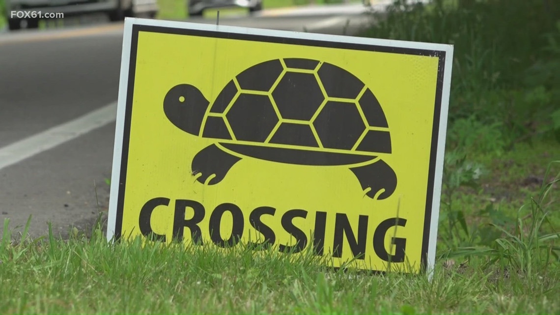 Exclusive: Dozens of eggs saved after pregnant snapping turtle hit and killed by car in East Hampton