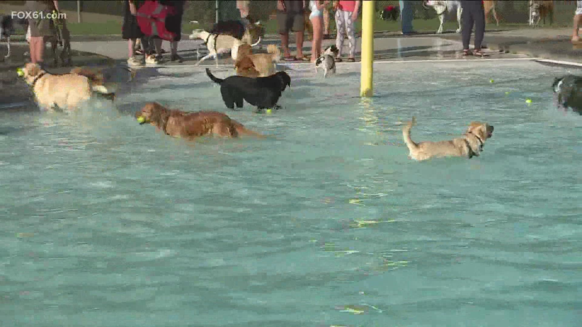 西哈特福德仍然是三伏天，狗狗们有机会在泳池里享受狗狗跳水。