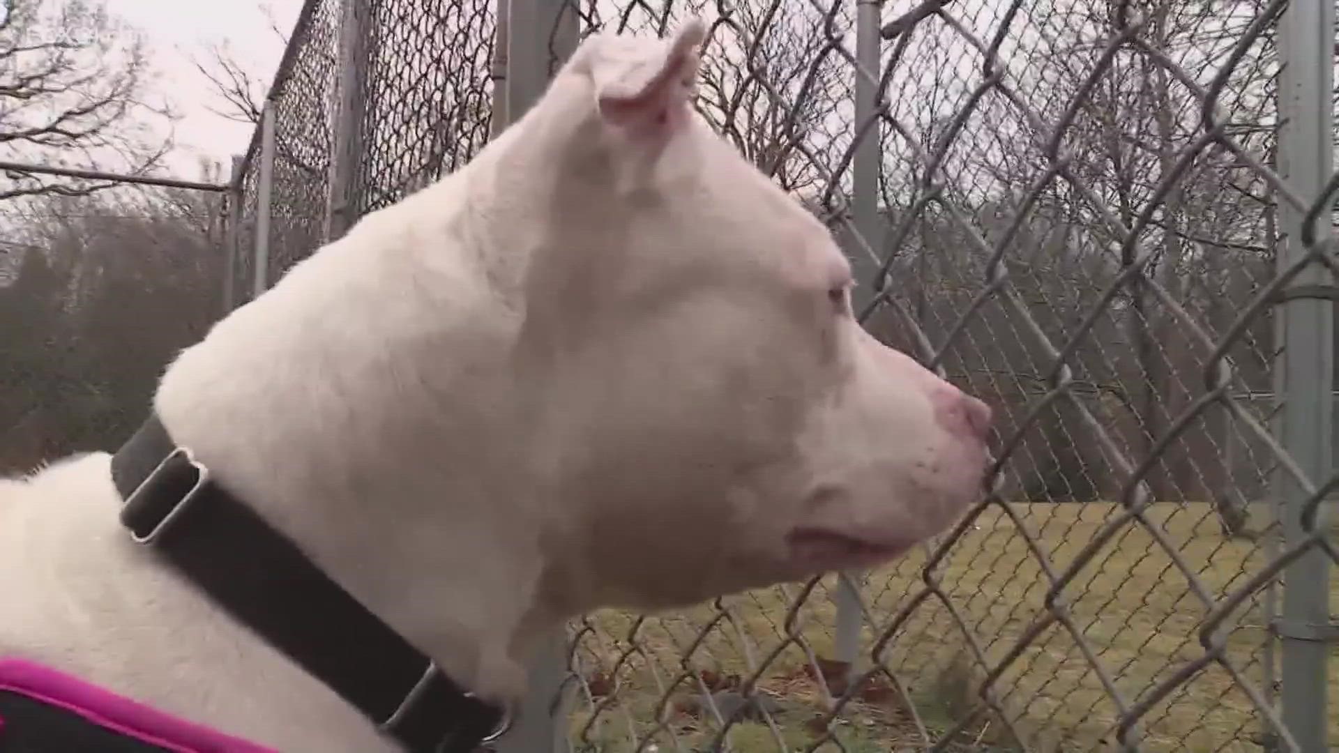 The New Haven animal shelter failed a state inspection in which two dogs were taken from and have since become healthy.