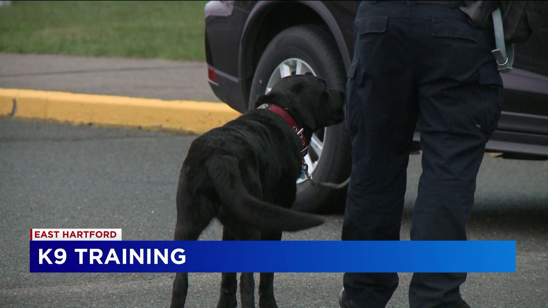 State police training the next generation of bomb sniffing dogs