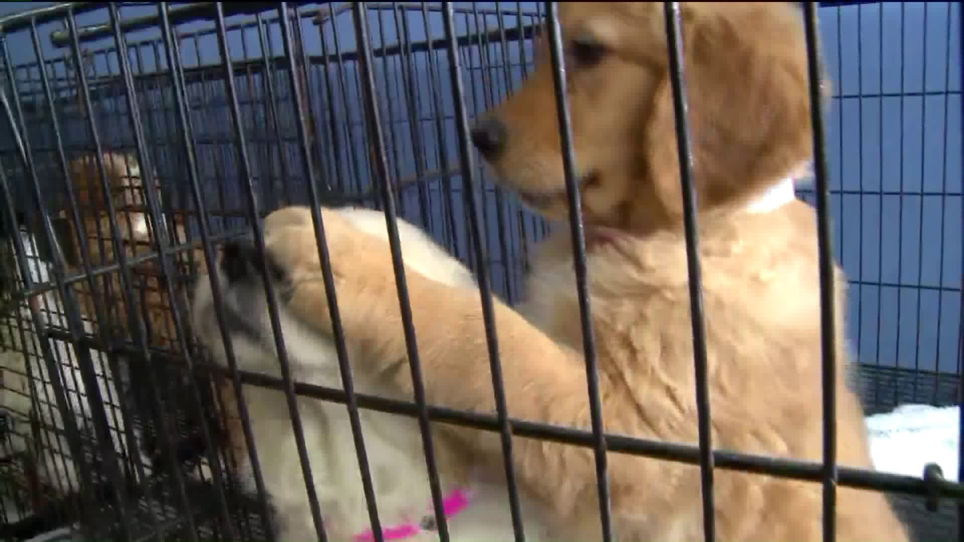 Puppies rescued