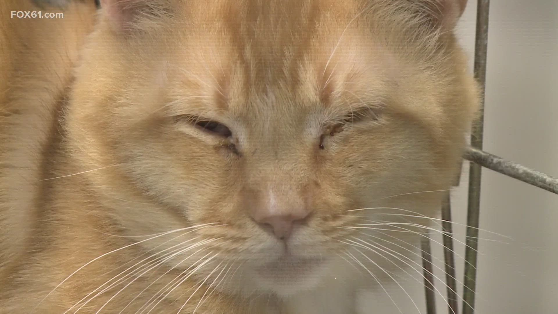 When the cats fully recover, they will be ready for adoption according to officials in Shelton.