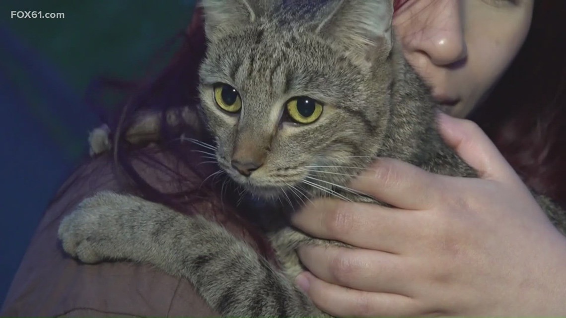 New Britain cat rescued after eight days trapped in tree
