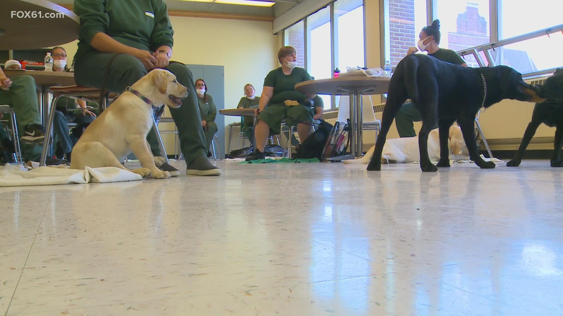 The program works with inmates in New York and New Jersey to train new service dogs donated across the country.