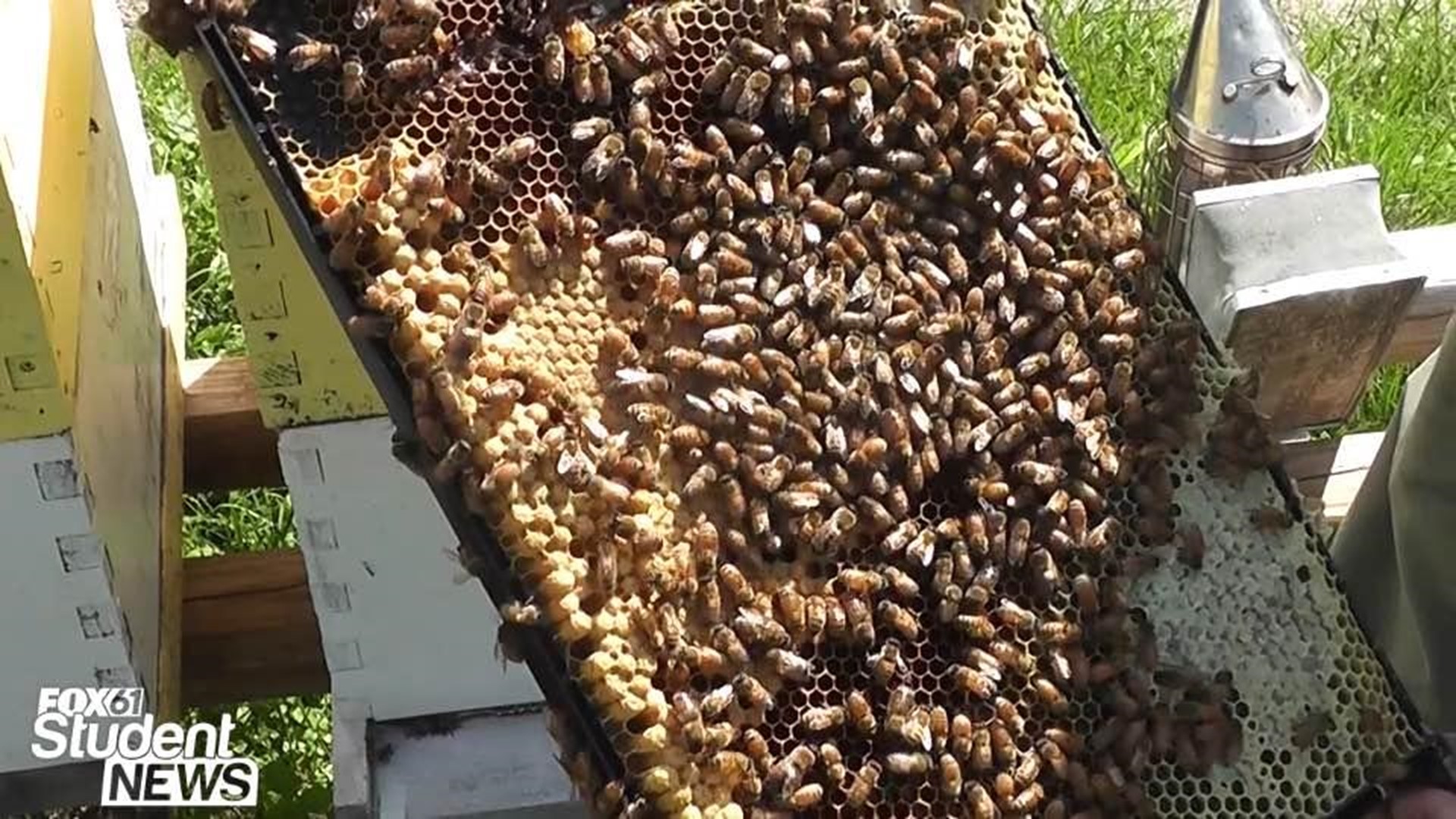 FOX61 Student News: THE IMPORTANCE OF BEES