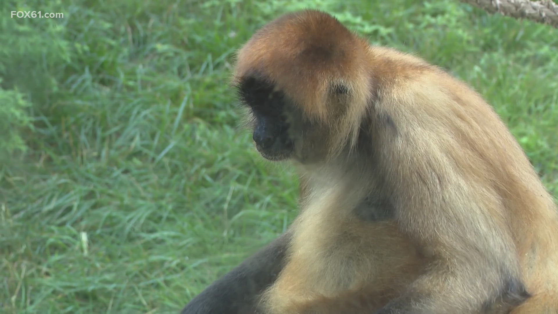 At Bridgeport's Beardsley Zoo, animals have the option to lay in the sun, find some shade or go into an air-conditioned place.