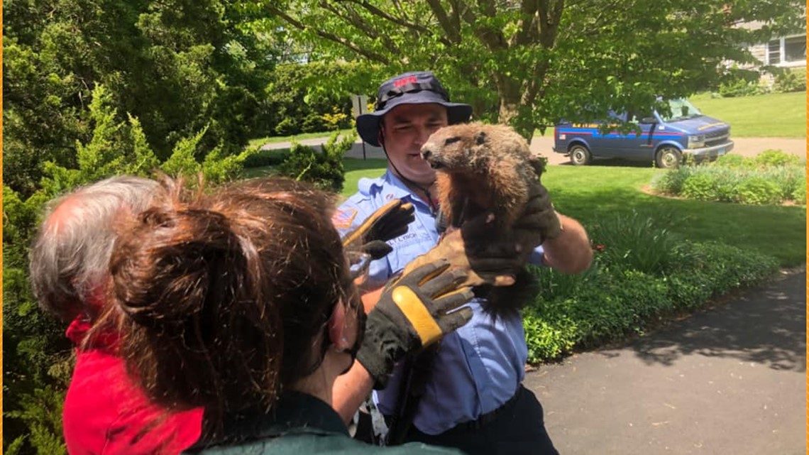 Hamden firefighters rescue woodchuck stuck in pipe - Vimarsana News