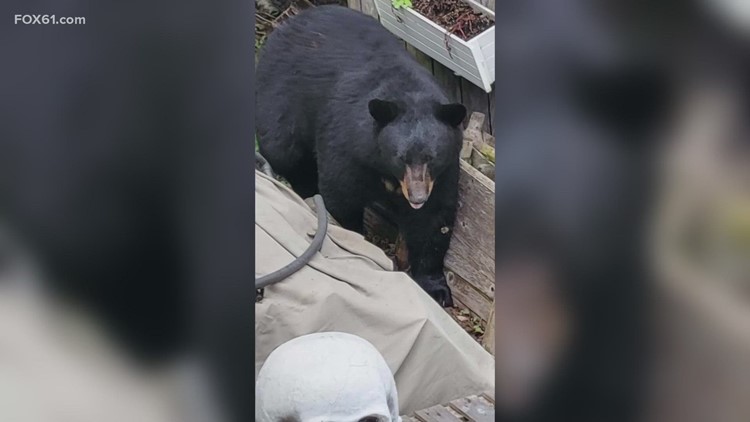 VIDEO: Bear pair plays in Avon woman's front yard