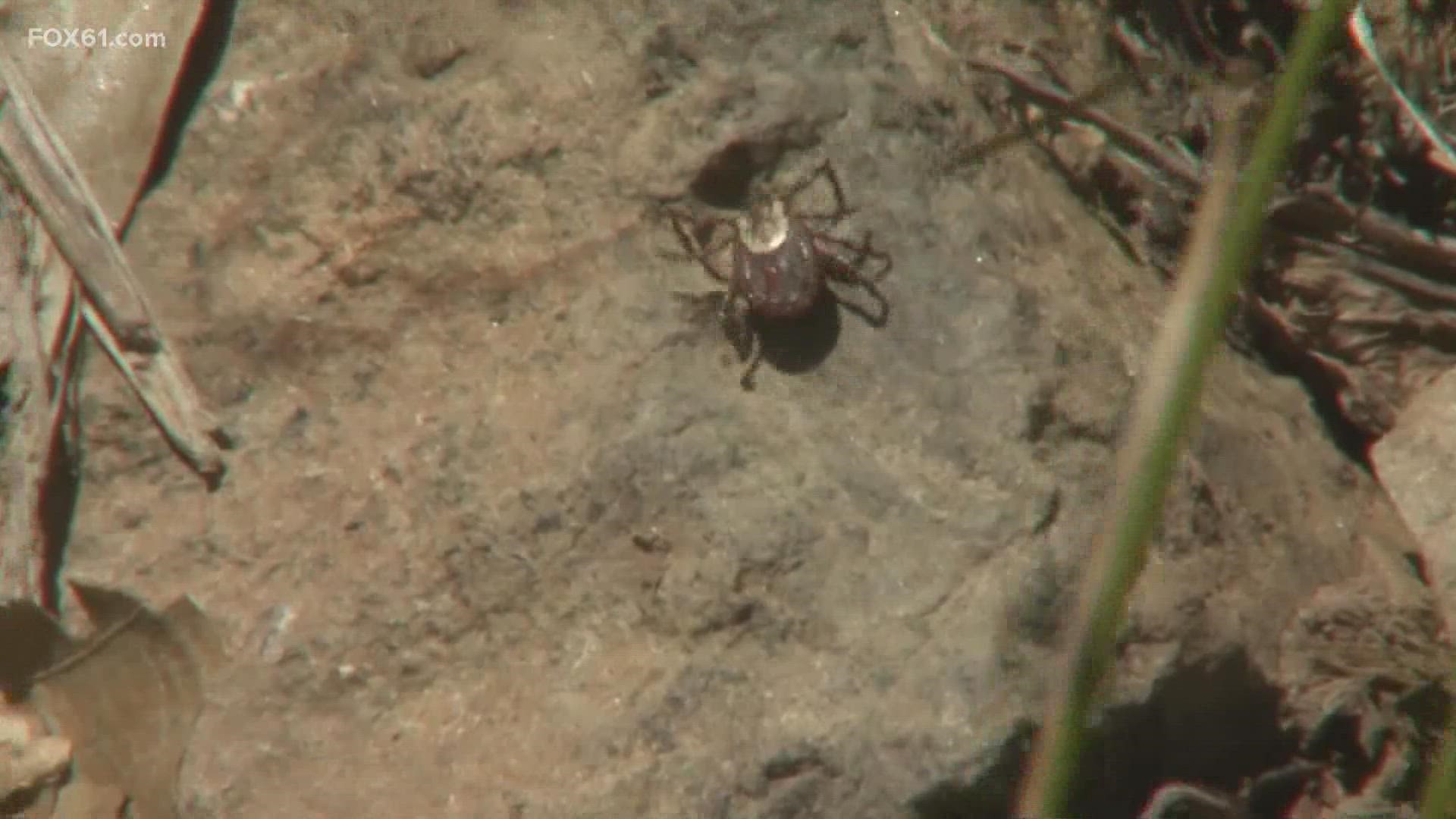 Ticks are active right now around the state and they can transmit a number of diseases including Lyme Disease.