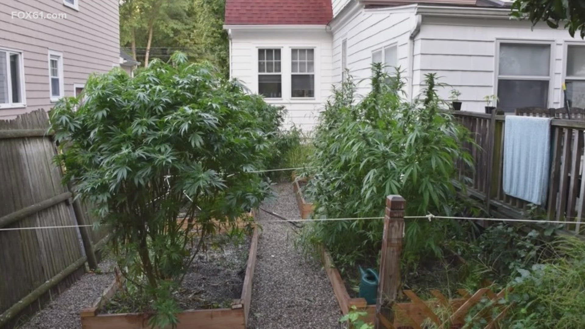 A West Hartford man was allegedly growing more than 30 plants of marijuana in his backyard, police said.