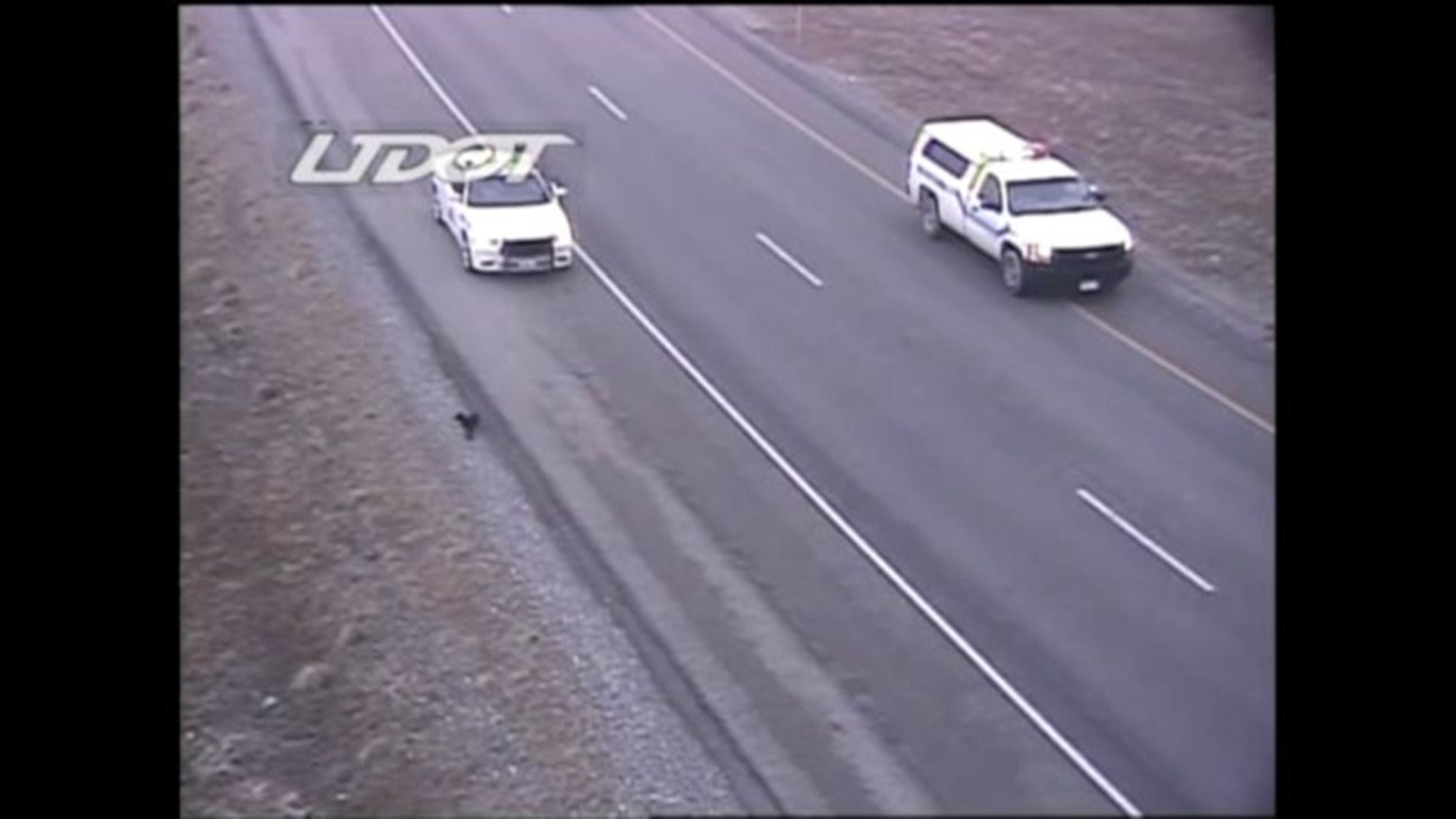 Utah police chase dog on highway