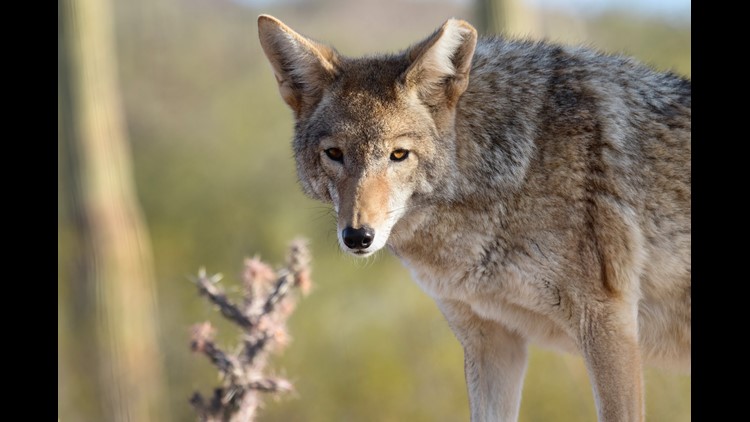 Increase In Coyote Sightings: Tips For New Jersey Pet Owners