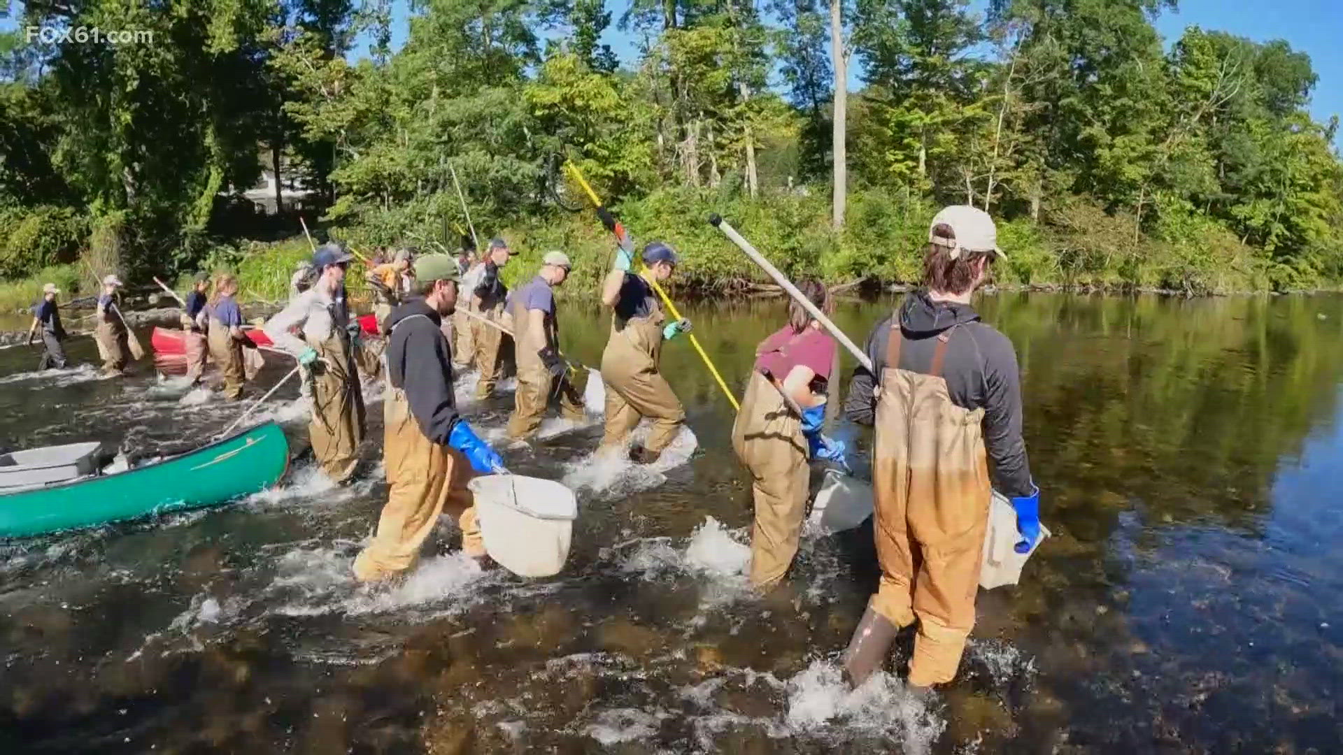 It's a walk in a river that only happens once a year, as CT DEEP's Fisheries Division continued a tradition and mission helping fishermen along the Farmington River.