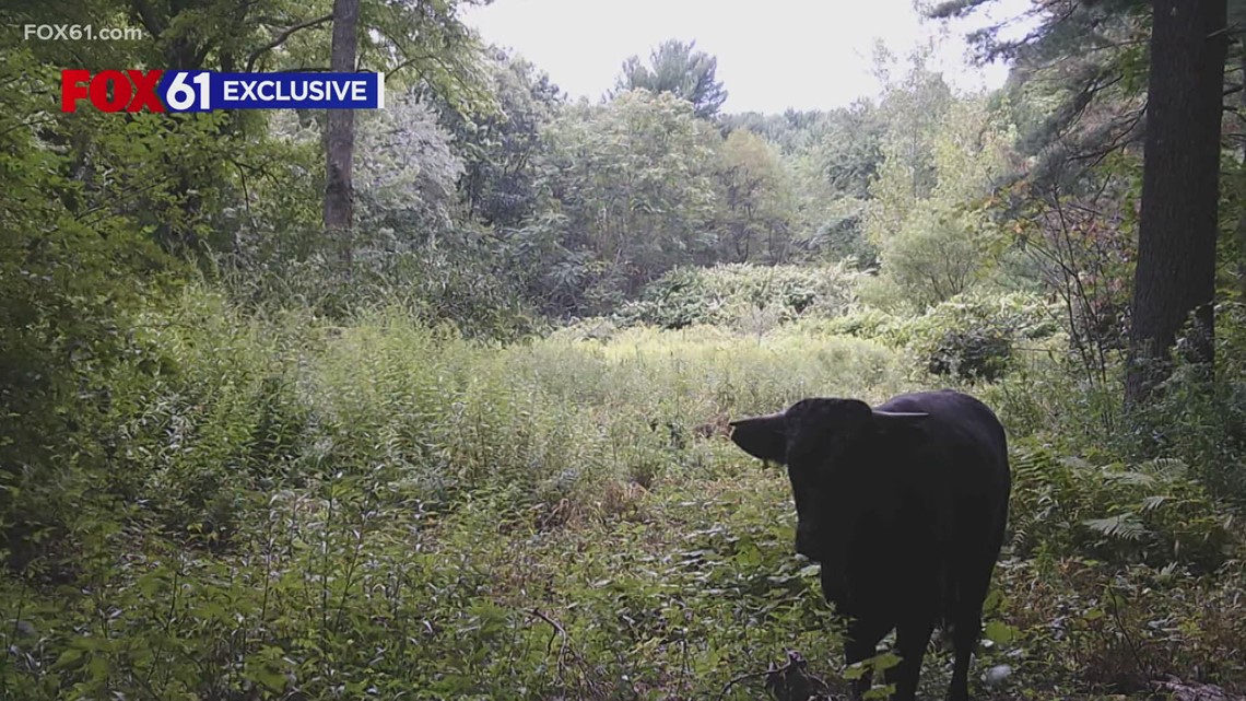'Buddy' the beefalo finds new home in Gainesville - Vimarsana News