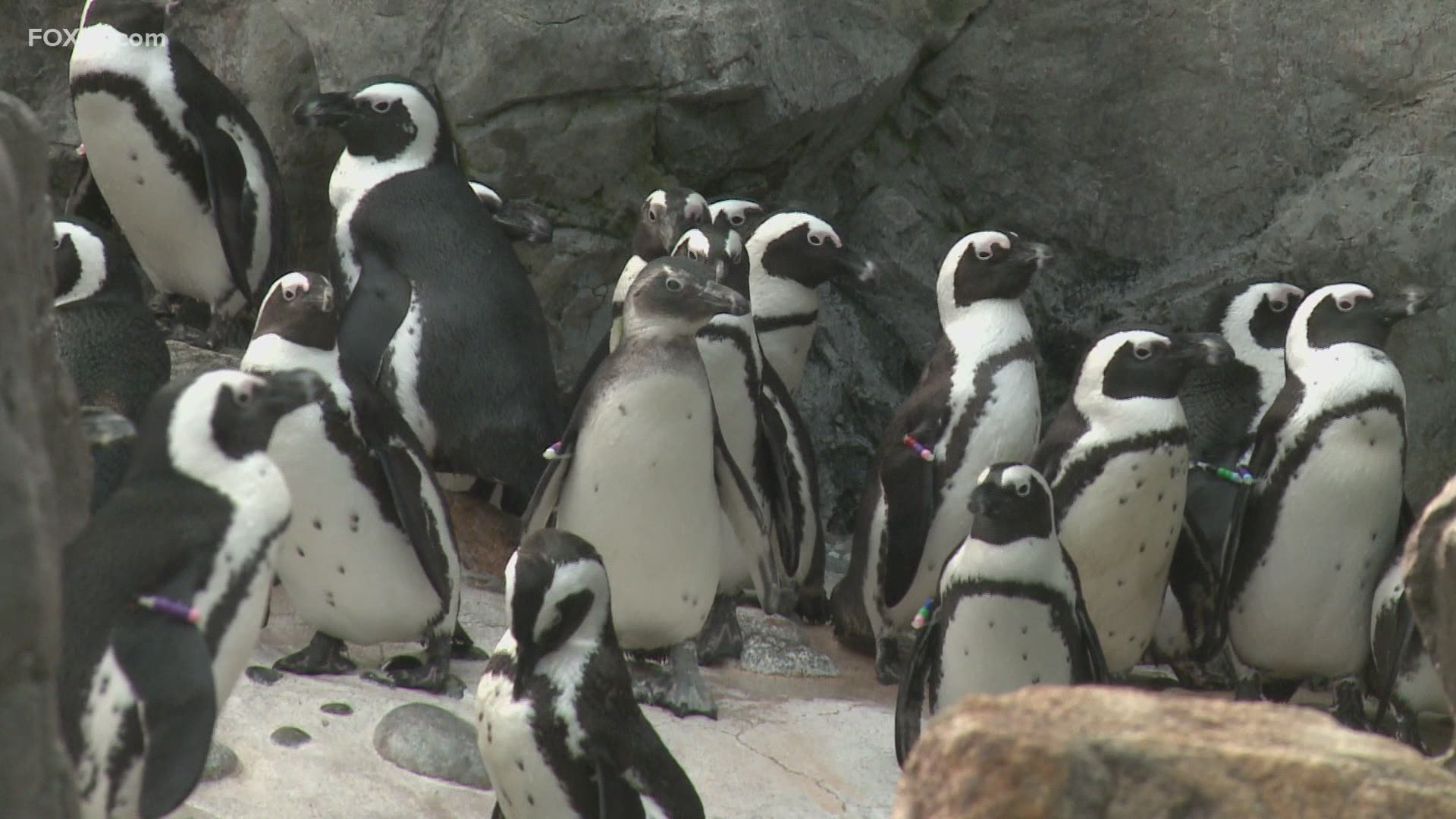 Mystic Aquarium is trying to help with a new program that allows students to do there distance learning on-site while learning about sea creatures at the same time.