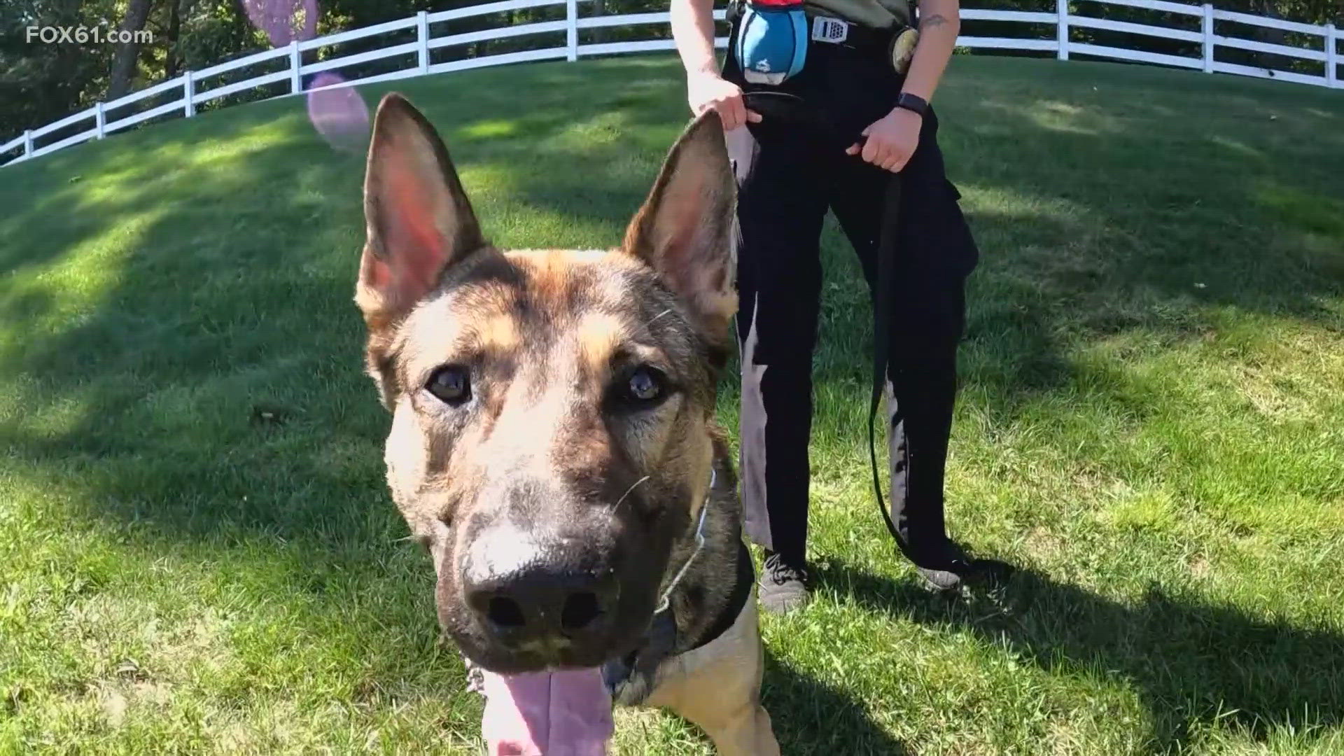 It's time to go back to school, and students in a new Farmington class are excited for just that. But they're not kids. They're future K-9 crime fighters.