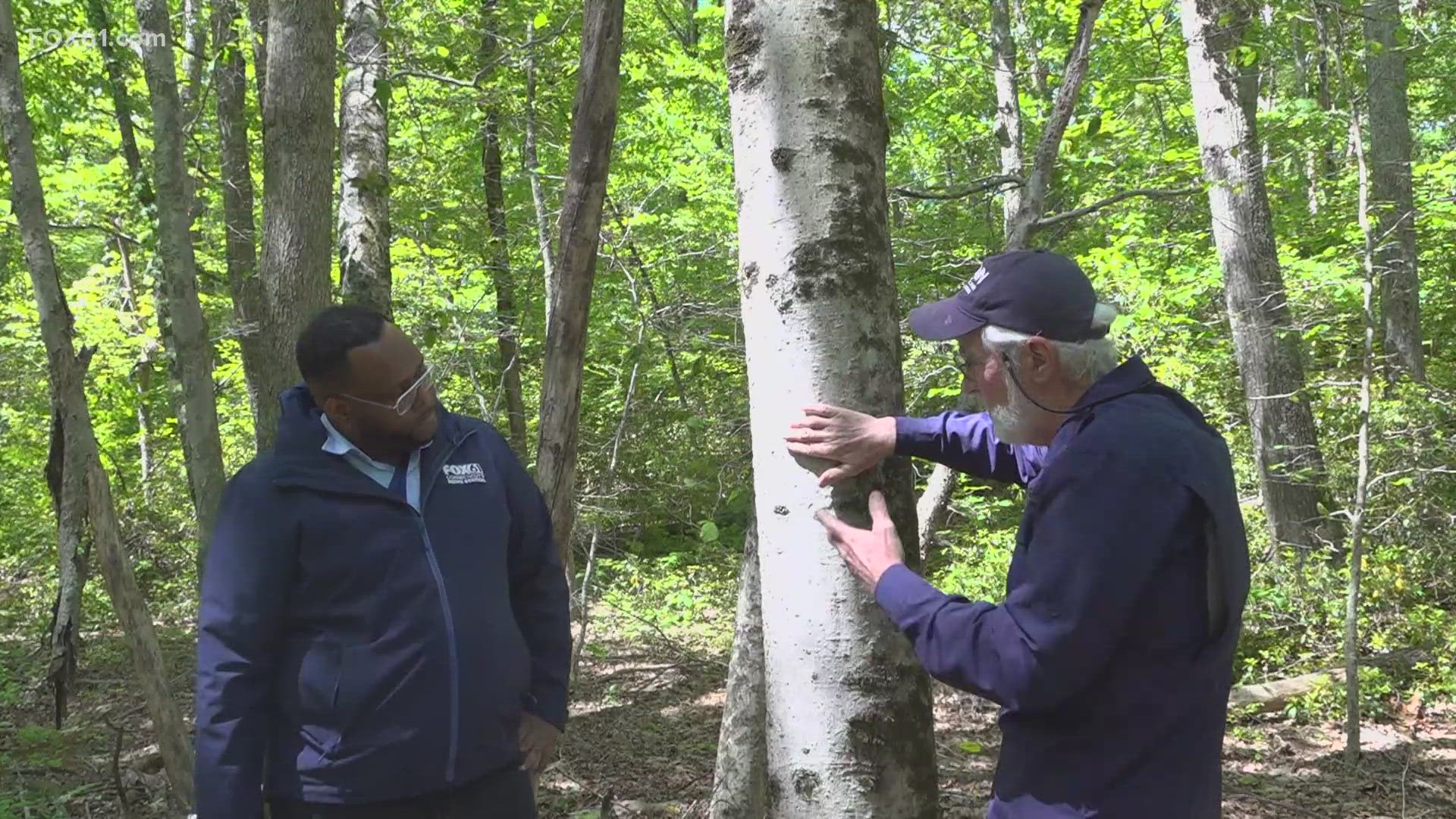 Officials call it the Beech Leaf Disease, which officials said has become a "big problem" in the last four or five years.