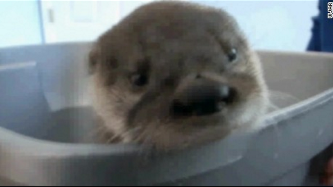 Baby otter found in Rhode Island, near Connecticut border, nursed back