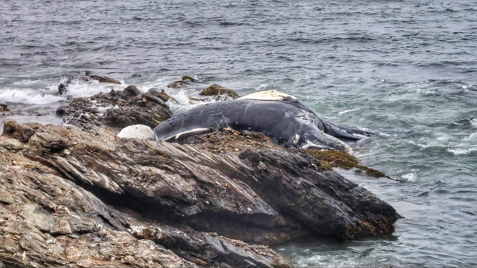 Dead humpback whale washes ashore in Rhode Island | fox61.com