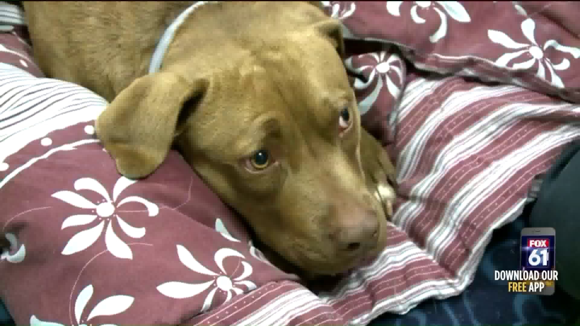 Missing dog reunites with owner