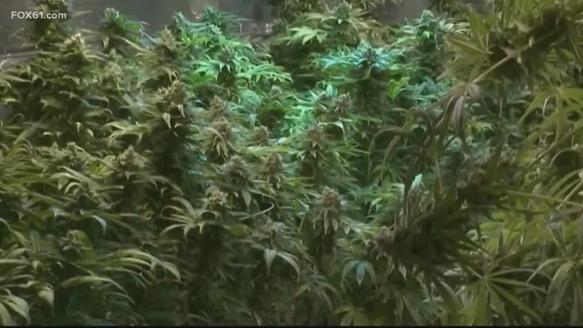 Connecticut program to expunge pot convictions faces some delays - Vimarsana News