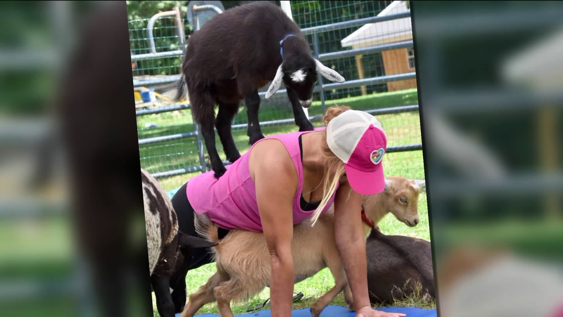 Town moves to shut down goat yoga in Manchester