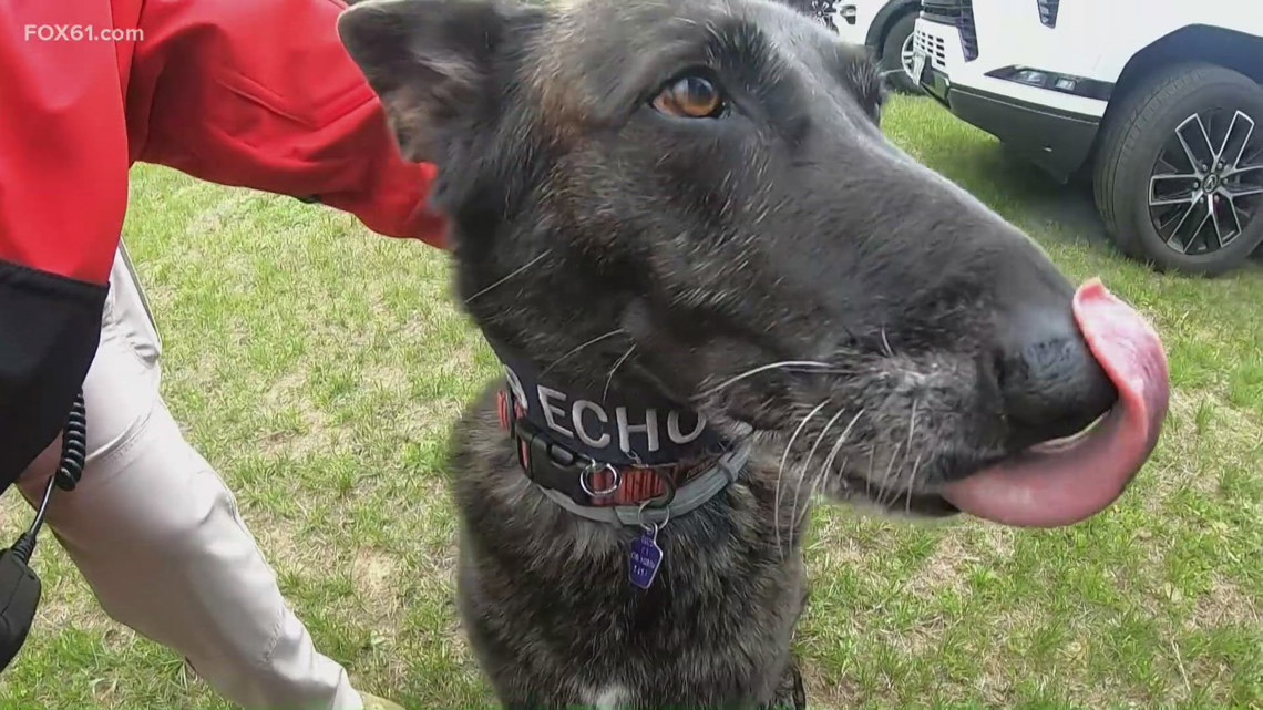 A newly formed K9 search and rescue team in Oxford, featuring 10 volunteer dogs and handlers, aims to enhance emergen...