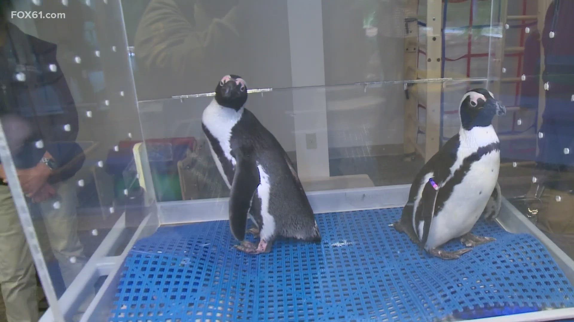 The animals at Mystic Aquarium have been trained to be able to paint, and the kids who received these gifts had big smiles after getting them.