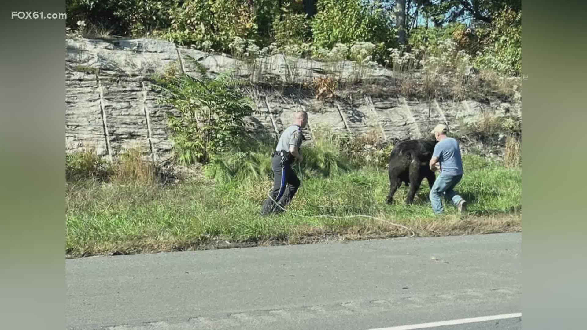 Traffic on I-84 westbound had to be shut down due to the cows.