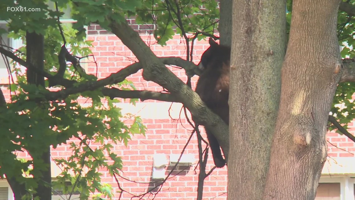 Bear stuck in tree in downtown Hartford