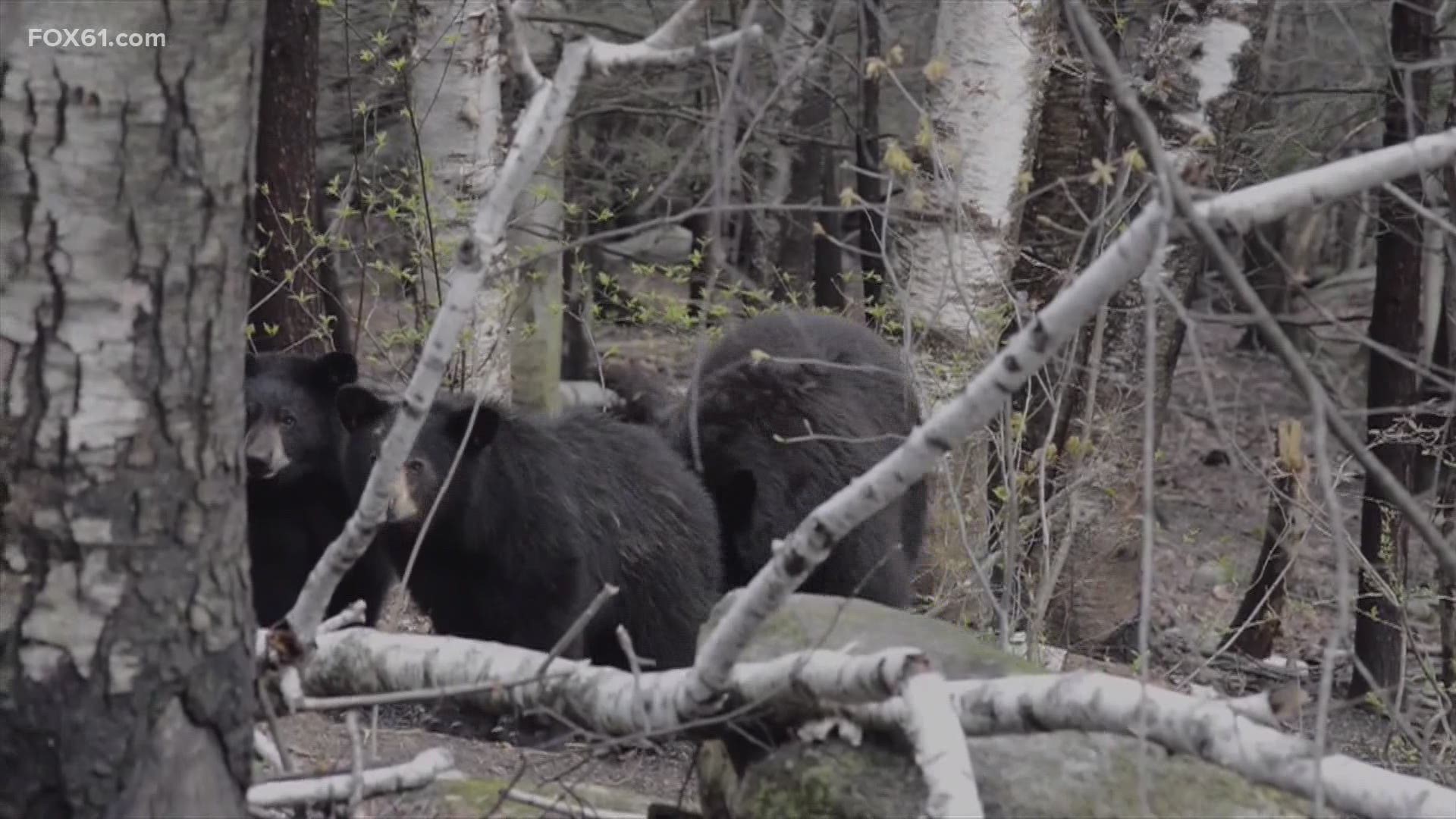 Bear feeding is a practice discouraged by DEEP and outlawed by local ordinances in some communities.