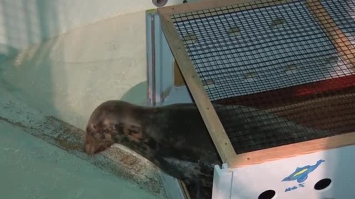 Seal rescued in Bermuda taken to Mystic Aquarium for rehab
