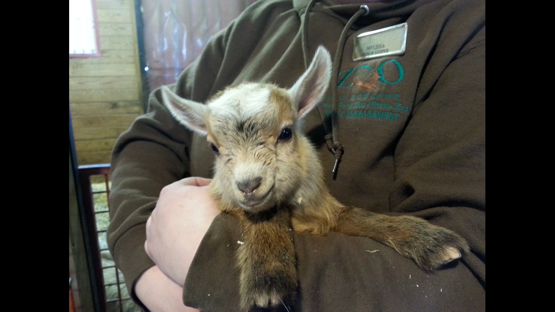 New kids on the block: 2-week-old goats debut at zoo