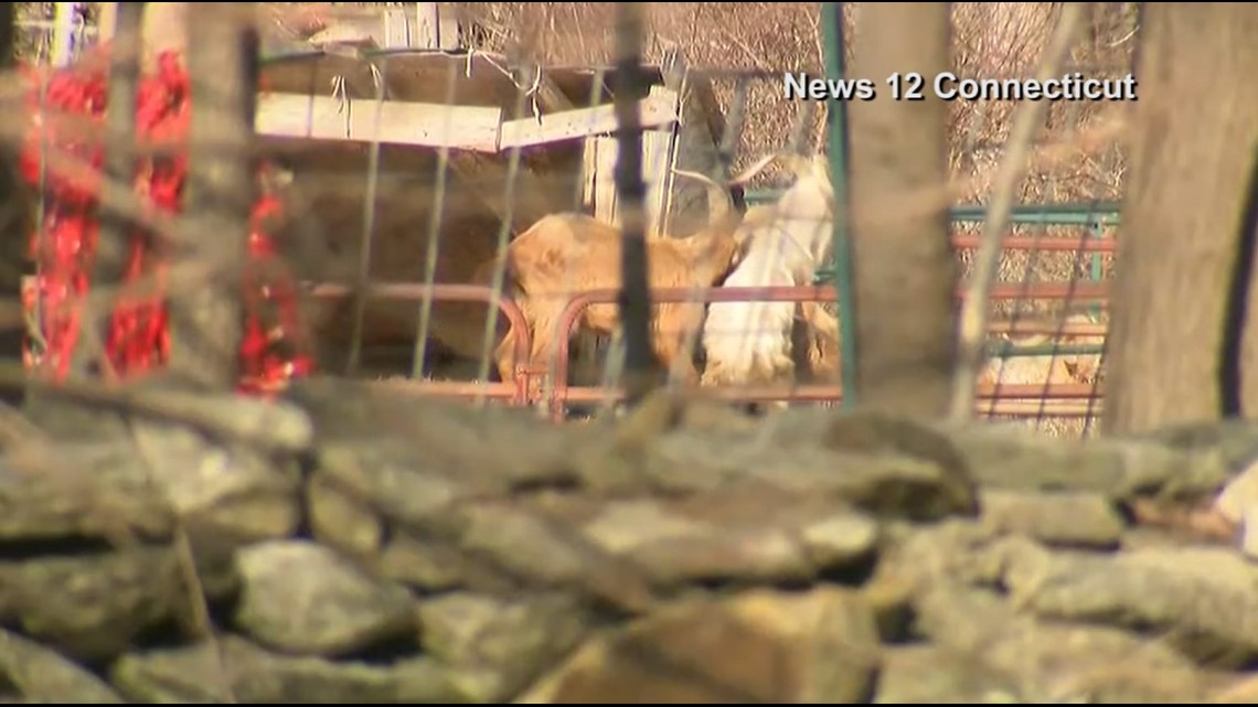 Goats seized by state officials from Redding farm due to welfare