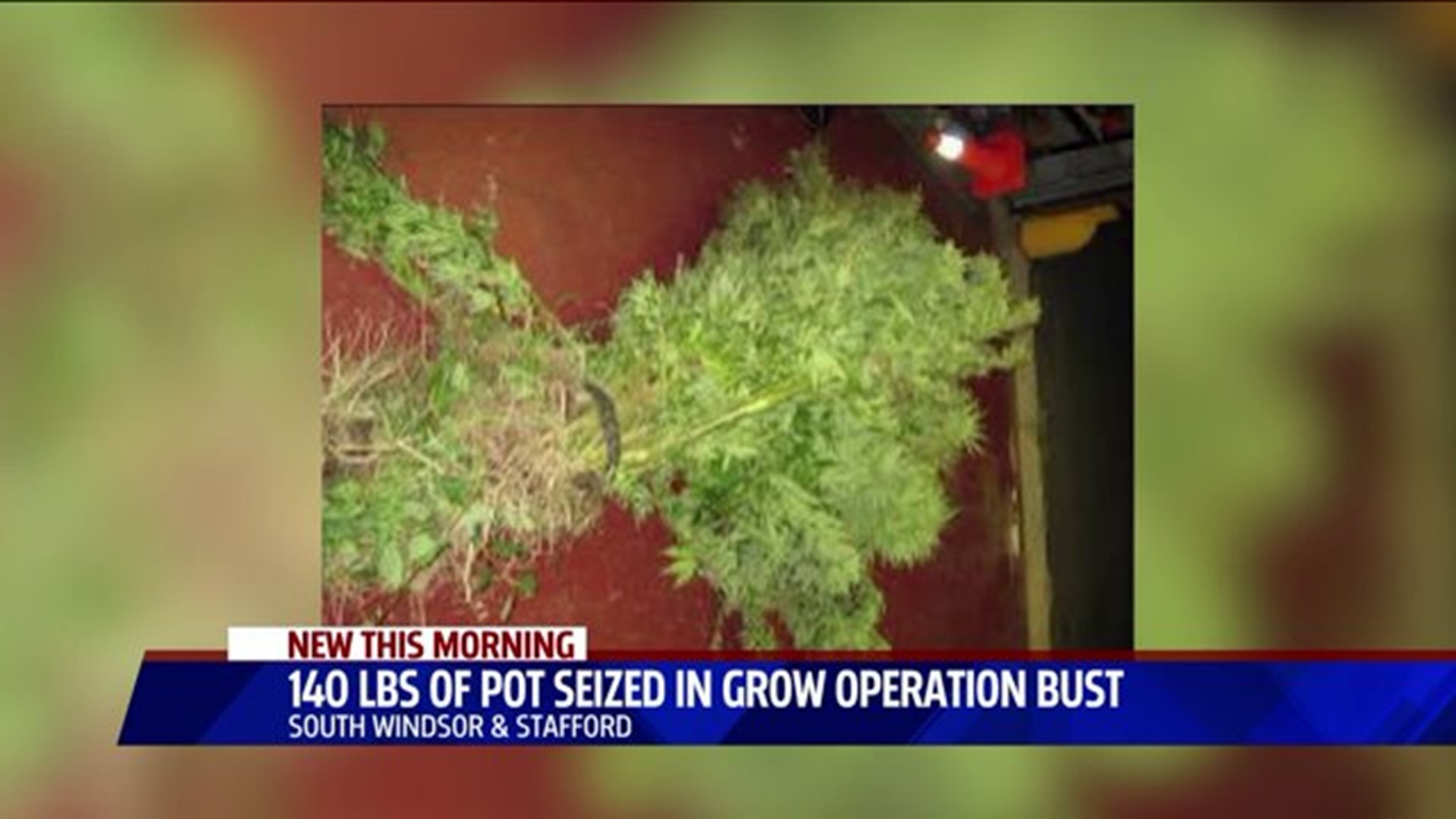 Pot Growing Operation Busted