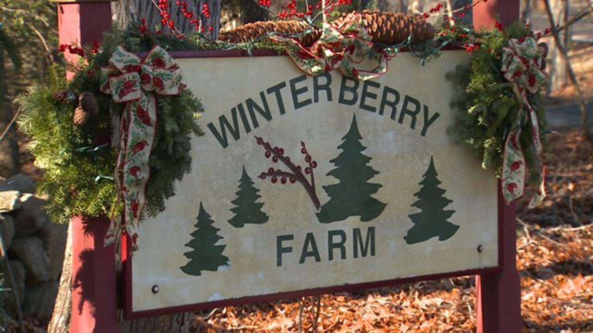 Yearslong drought leads to short season for Killingworth Christmas