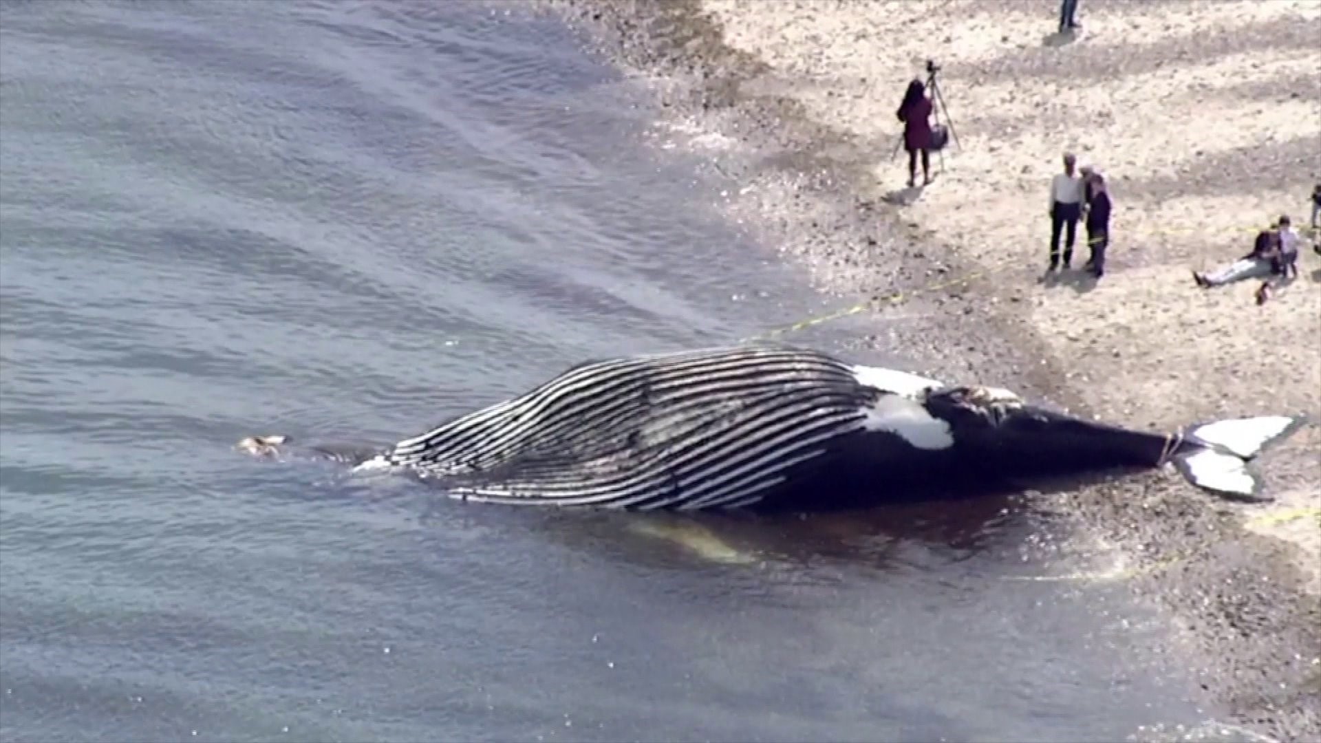 Beached whale in Mass