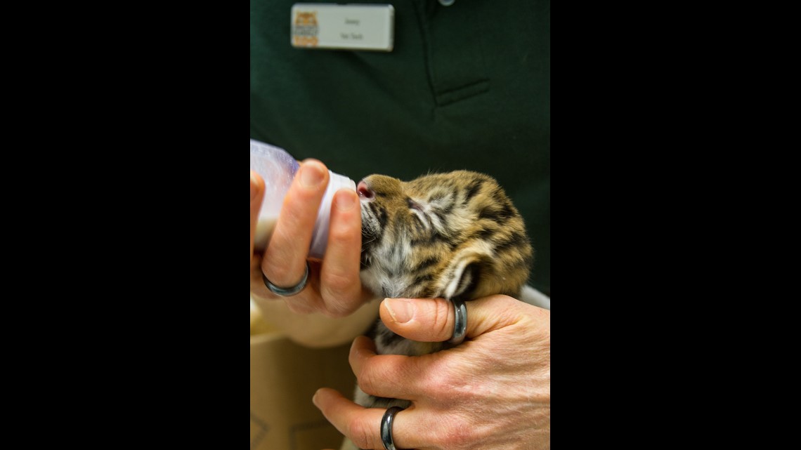 Baby tiger cubs get media showing at Beardsley Zoo