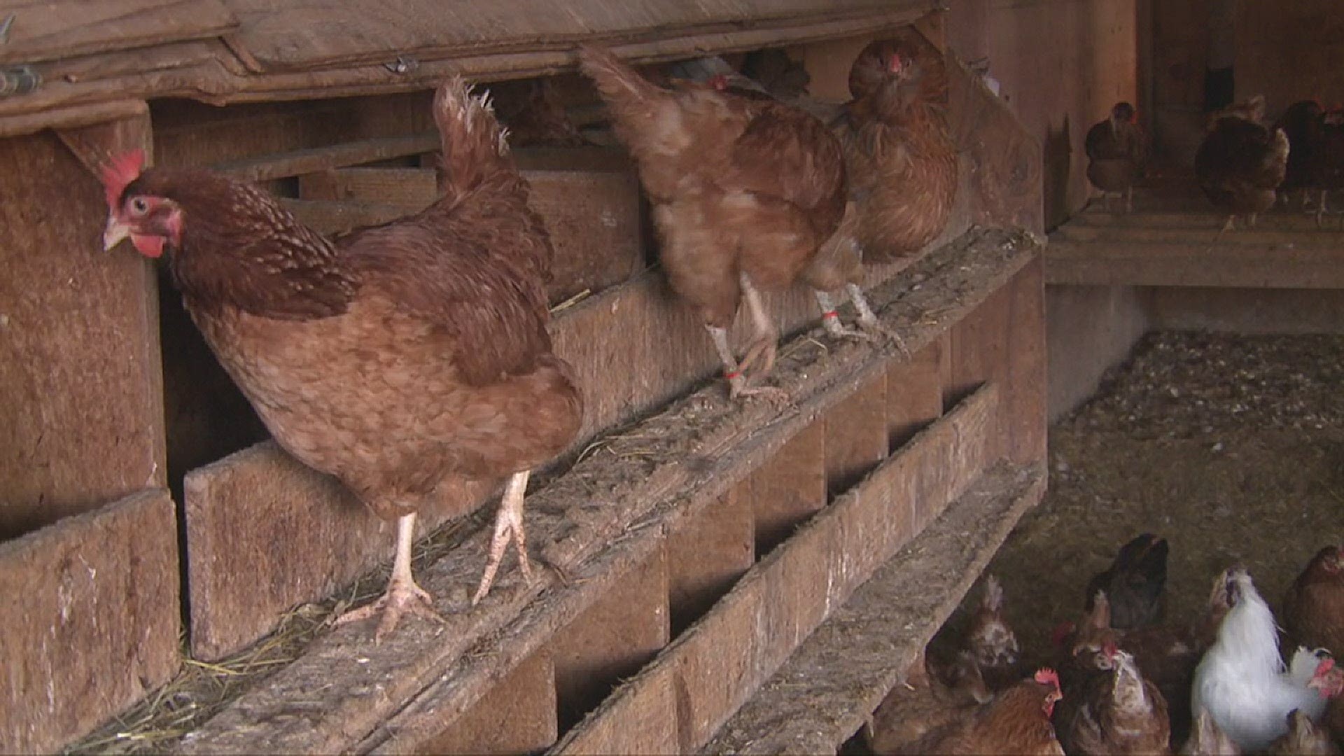 It started as an egg farm and is now a fifth-generation family farm offering so much more.