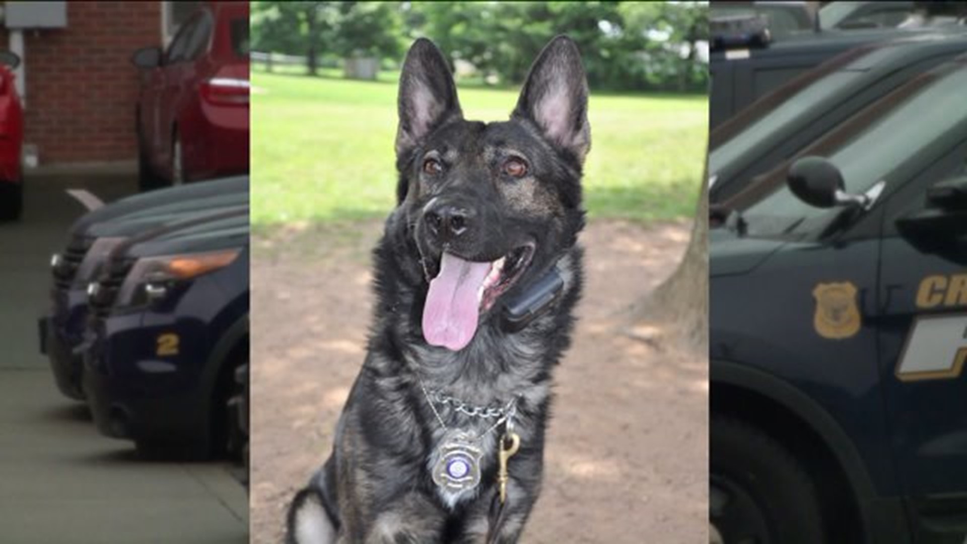 Cromwell police hoping to raise funds for new K9 officer