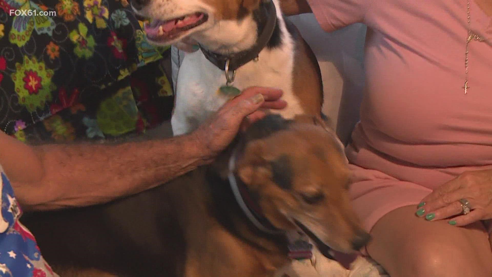 Two beagle-hound mixes are back home in East Haven after being stolen alongside the car they were in, Sunday.