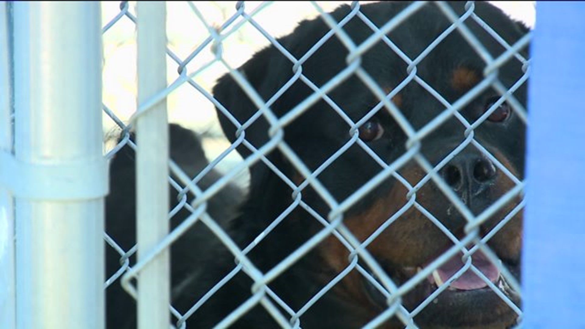 Plainfield dogs return home after attack