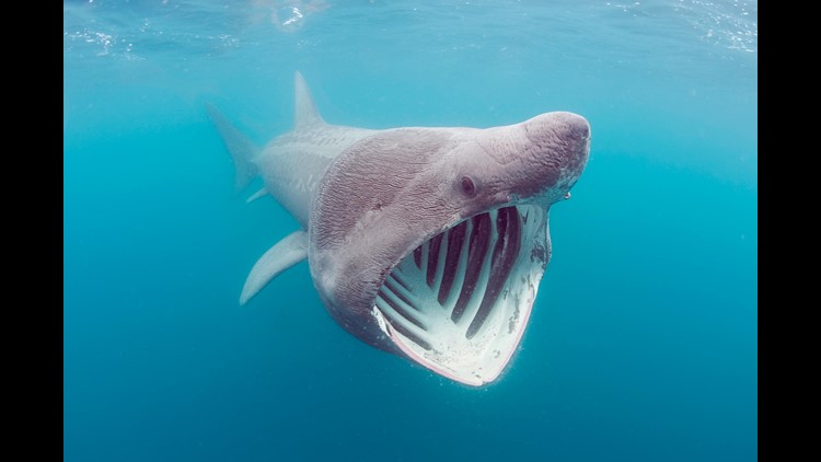 A Bizarre Looking Shark Resurfaced On Camera After An